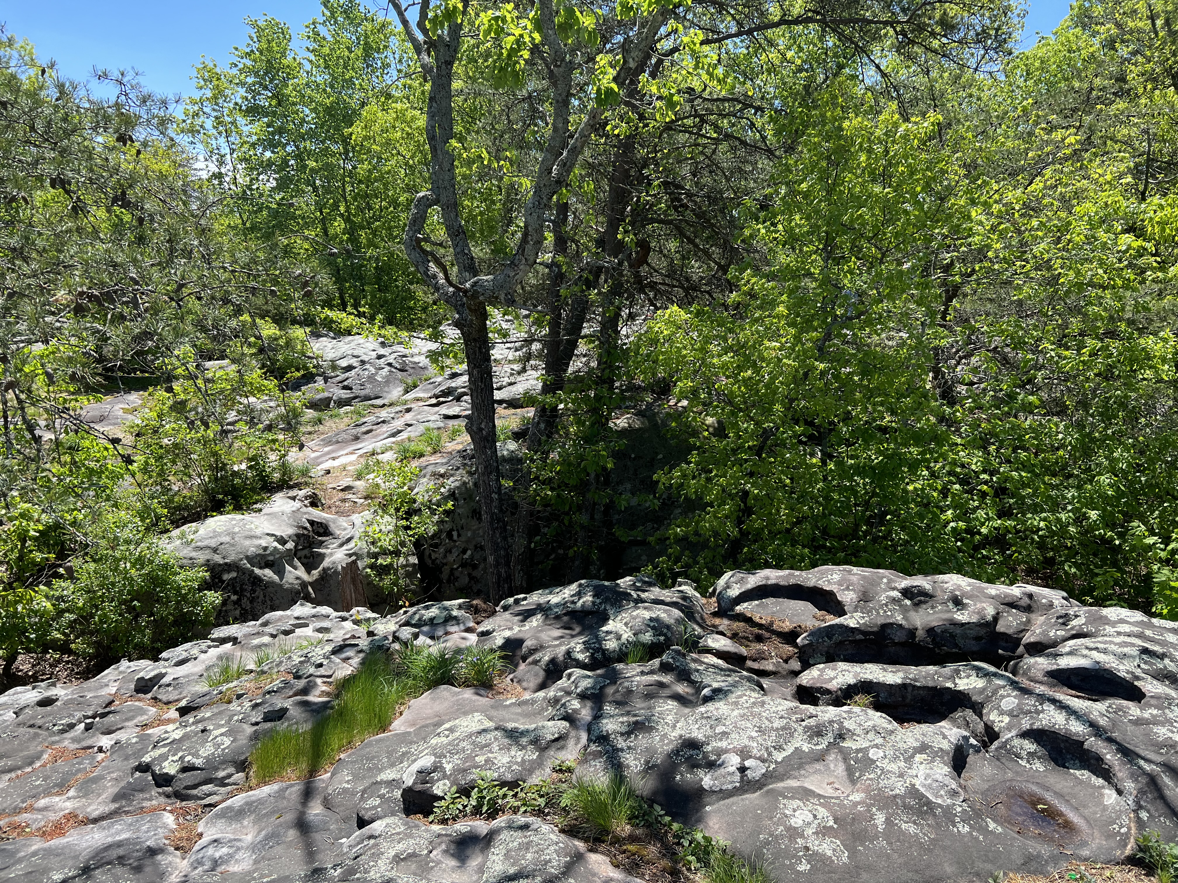 IMG_5551.jpeg