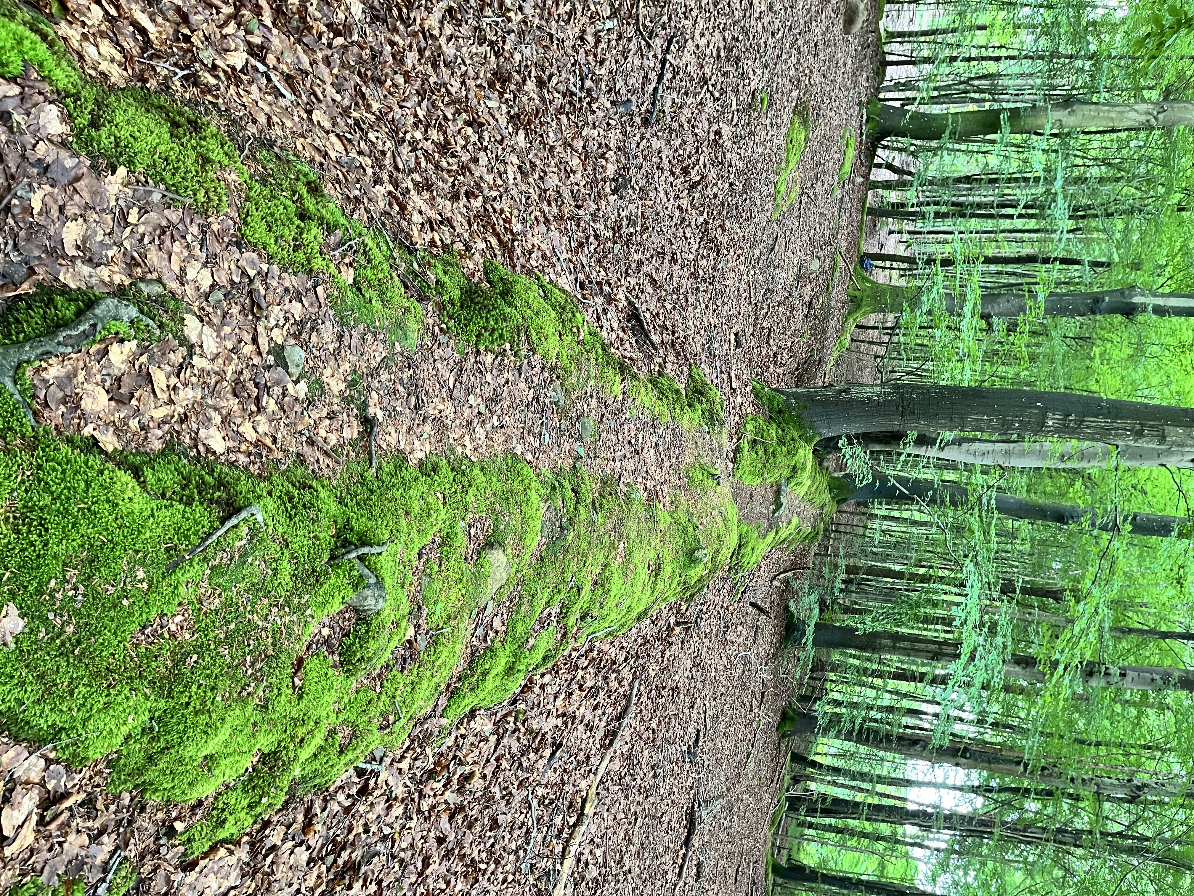 IMG_2569.jpeg